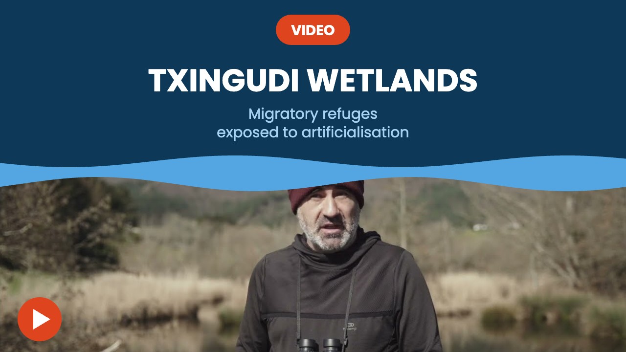 Txingudi wetlands – video